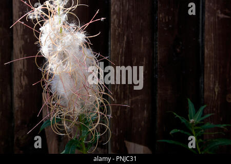 Singola coppia willow-herb fluffy infloresence con cialde e foglie contro il legno scuro recinzione marrone Foto Stock