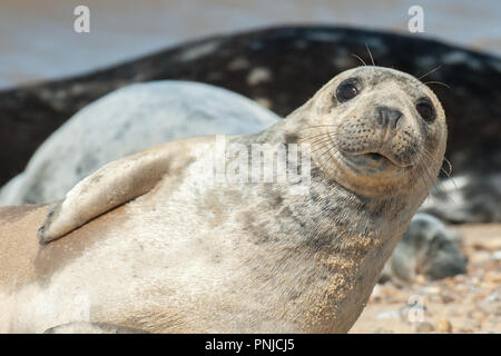 Close-up di un cucciolo di tenuta con una felice espressione crogiolarvi al sole su una spiaggia sassosa Foto Stock