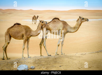 Una mandria di cammelli selvatici nel deserto vicino Al Ain, Emirati arabi uniti Foto Stock