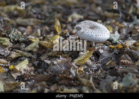 Fungo sconosciuto nella foresta polacca Foto Stock