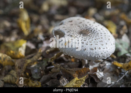 Fungo sconosciuto nella foresta polacca Foto Stock
