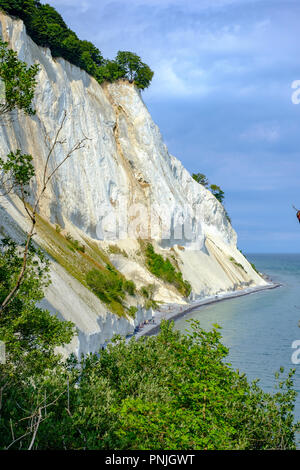 Moens Klint, le bianche scogliere di Moen, Moen Isola, Danimarca, Scandinavia, Europa. Foto Stock