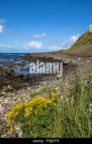 La vista guardando verso il Selciato del gigante in Irlanda del Nord. Foto Stock