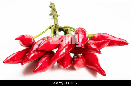 Mazzetto di poco caldo fresco peperoncino rosso su sfondo bianco Foto Stock