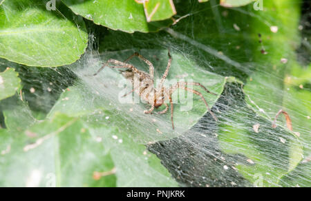 Un imbuto Weaver Spider (Agelenidae) in attesa di prede in una densa pianta verde in Colorado Foto Stock