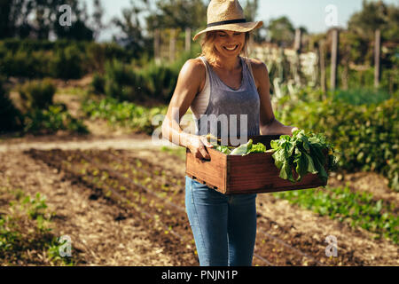 Femmina lavoro contadino in campo. Giardiniere gabbia di trasporto di fresco con verdure raccolte in giardino. Foto Stock