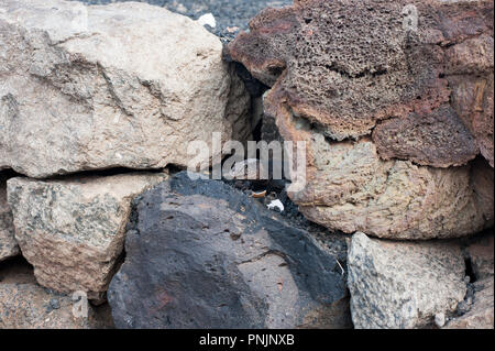 Gran Canaria lucertola gigante (Gallotia stehlini) - la più grande rettili entro la famiglia lacertidae Foto Stock