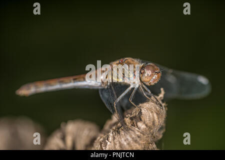 Libellula comune seduti sulla punta di un impianto Foto Stock