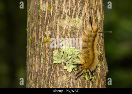 Nastrare Tussock Moth Caterpillar (Halysidota tessellaris) Foto Stock