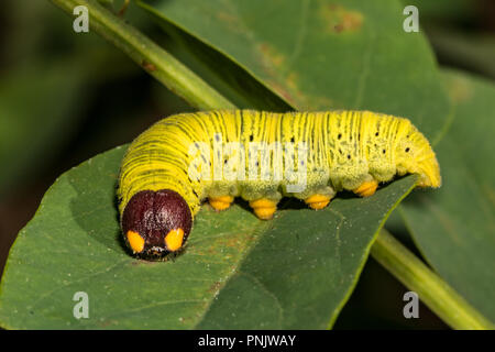 Argento-spotted Skipper (Epargyreus clarus) Foto Stock