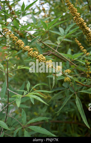 Vitex agnus castus ramo con frutta Foto Stock