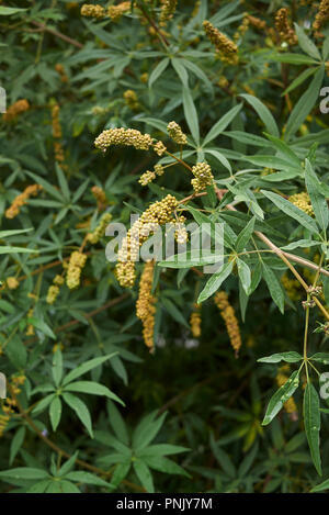 Vitex agnus castus ramo con frutta Foto Stock