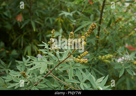 Vitex agnus castus ramo con frutta Foto Stock