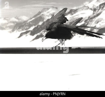 Degli anni Cinquanta, l'inverno nelle alpi e con i pasti scarsi, un uccello su un palo con un boccone di cibo nel suo becco trova un altro uccello seduti sulla sommità di esso dopo lo stesso bit, Svizzera. Foto Stock