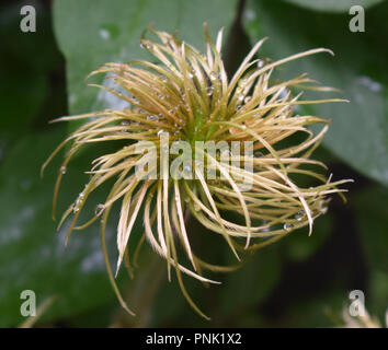 Clemetis seme head whorl con gocce di umidità Foto Stock