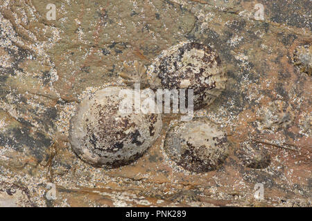 Limpet comune, Patella Vulgata, sulle rocce a Trevaunance Cove, vicino a St Agnes, Cornwall. Foto Stock