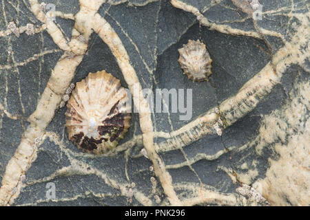 Limpet comune, Patella vulgata, modellato sulla roccia nera con vene di quarzo sulle rocce a Trevaunance Cove, vicino a St Agnes, Cornwall. Foto Stock