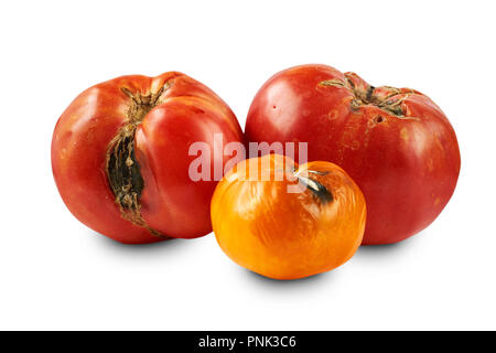 Rovinato, pomodori marci isolati su sfondo bianco. Foto Stock