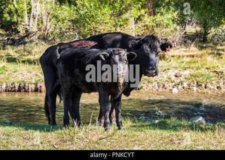 Il Black Angus; Aberdeen Angus; mucca con vitello in pascolo Foto Stock