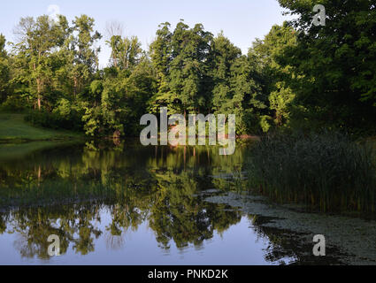 Riflessi di alberi sulla superficie dello specchio-come il lago sulla mattina di sole con cattails crescente fino alla riva destra. Foto Stock