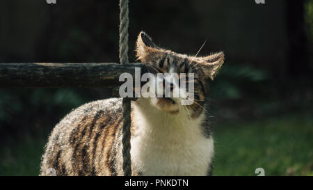 Il mio gatto in giardino strofinando il naso contro il gradino della scala nel mio giardino. Graffiare il suo muso e la sensazione di aderenza, confortevole, occhi chiusi Foto Stock
