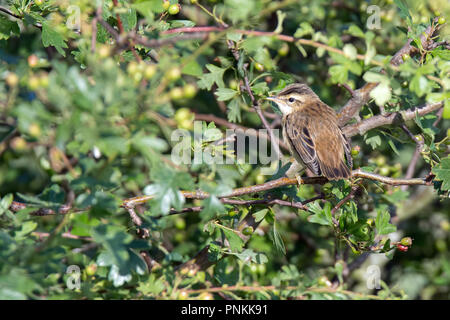 I capretti sedge trillo aspettando pazientemente di essere alimentato Foto Stock