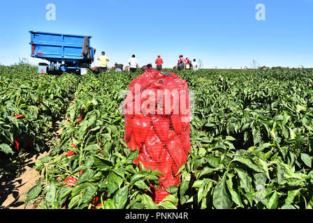 I lavoratori agricoli la raccolta di peperone rosso vicino al Town Zabalj in Serbia . Gruppo di prelievo dei lavoratori il peperone presso la piantagione accanto al trattore. Foto Stock