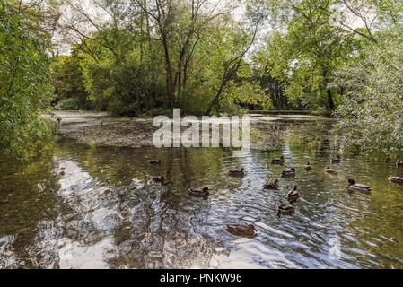 Un lago a Thornton-le-Dale nel North Yorkshire nel sole del pomeriggio. Anatre nuotare in acqua argentea e la luce del sole è riflessa da essa. Foto Stock