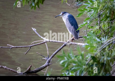 Una Nitticora (Nycticorax nycticorax) arroccato ona ramo su un laghetto Foto Stock