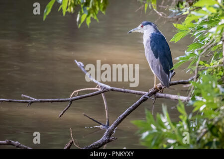 Una Nitticora (Nycticorax nycticorax) arroccato ona ramo su un laghetto Foto Stock