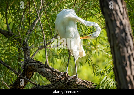 Airone bianco maggiore (Ardea alba) preening in un lago tree Foto Stock