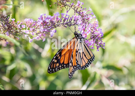Una farfalla monarca (Danaus plexippus) in un giardino fiorito Foto Stock