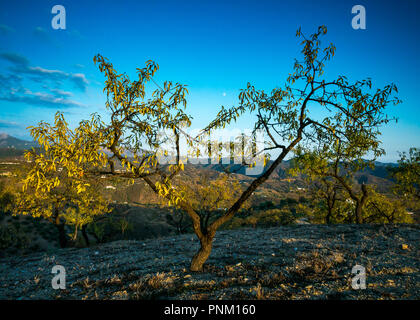 Collina del mandorlo, Prunus amygdalus, Prunus dulcis, framing ceratura luna nel cielo di tramonto nella luce della sera, Axarquia, Andalusia, Spagna Foto Stock