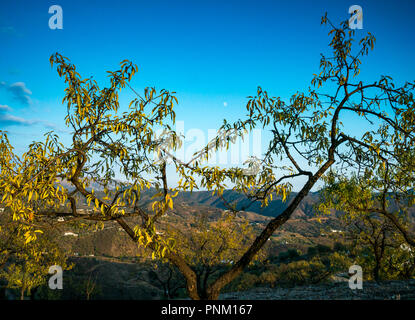 Collina del mandorlo, Prunus amygdalus, Prunus dulcis, framing ceratura luna nel cielo di tramonto nella luce della sera, Axarquia, Andalusia, Spagna Foto Stock