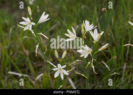 Anthericum liliago fiori bianchi Foto Stock