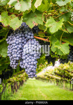 Uve Cabernet Sauvignon. Il Cabernet Sauvignon è una delle varietà di uve rosse più conosciute al mondo. Alto Adige- Italia Foto Stock