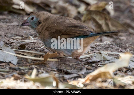 Femmina rosso-cheeked cordon-bleu o rosso-cheeked cordonbleu (Uraeginthus bengalus) è un piccolo uccello passerine, Yeha monastero. Etiopia Foto Stock