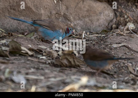 Maschio rosso-cheeked cordon-bleu o rosso-cheeked cordonbleu (Uraeginthus bengalus) è un piccolo uccello passerine, Yeha monastero. Etiopia Foto Stock