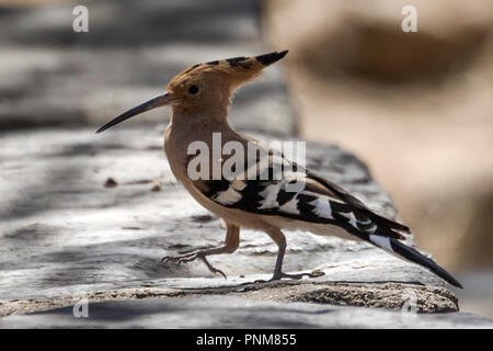 Eurasian Upupa (Upupa epops), Yeha Monastero, Etiopia. Foto Stock