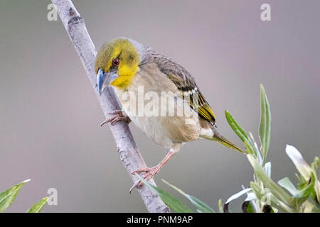 Villaggio femmina weaver (Ploceus cucullatus), Aka spotted-backed o tessitore Tessitore a testa nera Lalibela, Etiopia Foto Stock