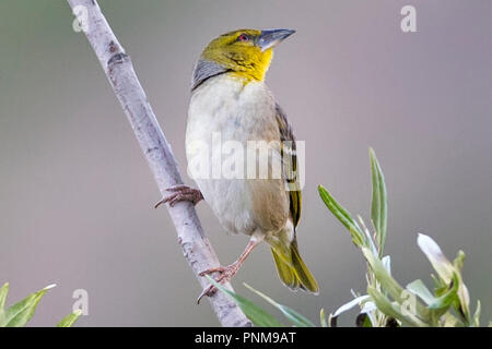 Villaggio femmina weaver (Ploceus cucullatus), Aka spotted-backed o tessitore Tessitore a testa nera Lalibela, Etiopia Foto Stock