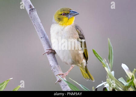 Villaggio femmina weaver (Ploceus cucullatus), Aka spotted-backed o tessitore Tessitore a testa nera Lalibela, Etiopia Foto Stock