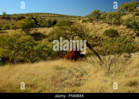 Red termite mound, golden erba secca, Karijini National Park, Australia occidentale Foto Stock