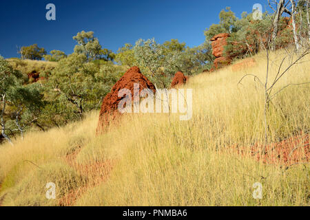 Red termite mound, golden erba secca, Karijini National Park, Australia occidentale Foto Stock