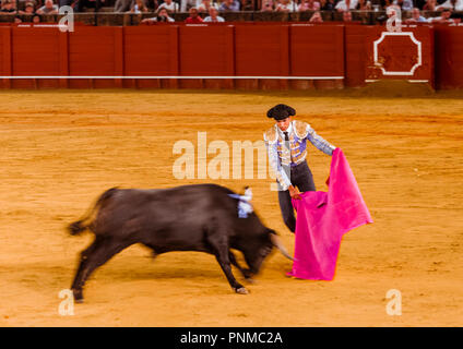 Racing bull con matador, torero o toureiro in abbigliamento tradizionale, prima parte, Tercio de varas, la corrida, arena Plaza Foto Stock