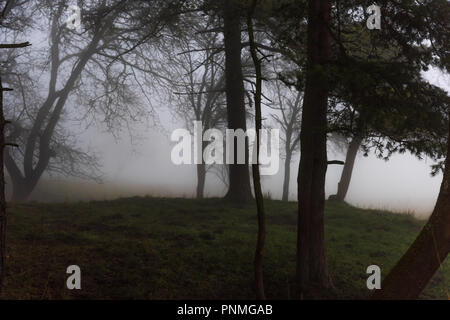 La lugubre collina nella foresta è nella nebbia Foto Stock