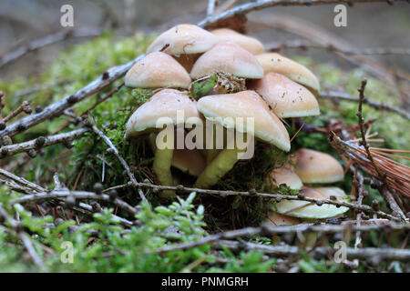 Mushroom - verde-lasciava in testa di zolfo cresce su un ceppo di albero. Moss può essere visto accanto al ceppo di albero. Vecchio di foglie e di aghi di pino giacciono su e accanto al Foto Stock