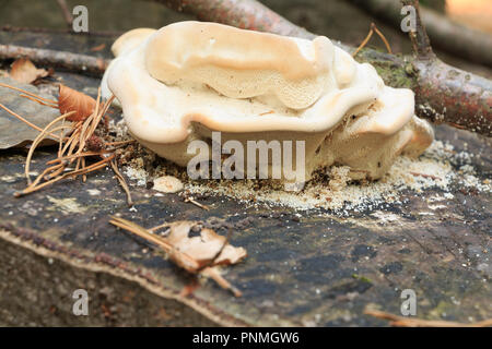 Mushroom - radice cresce in spugna sul moncone nel bosco di faggio. Egli è visto nella luce di colore con gli insetti. (PHILLINUS IGNIARIUS) Foto Stock