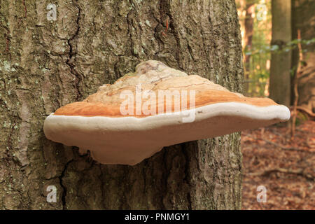 Grigio canna di fucile fire spugna cresce su un albero. La parte superiore è di colore marrone e il fondo del fungo è bianco. Foto Stock