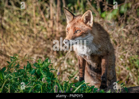 Un ritratto a metà di una volpe rossa. È in piedi sulla sua schiena gambe con le sue zampe anteriori su un log. Esso ha un curioso sguardo diffidente Foto Stock